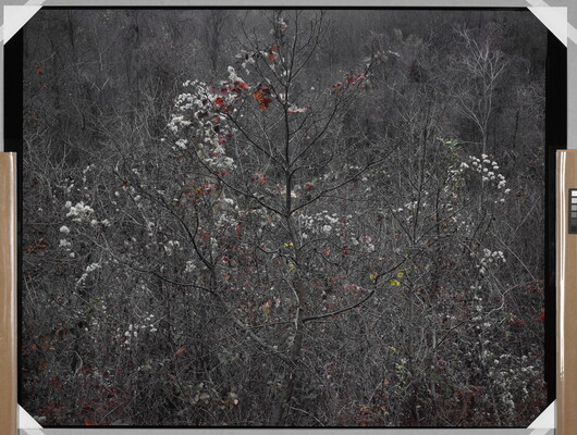 A color photograph of mostly leafless winter trees with a few red and green leaves and white blooms scattered throughout the branches.