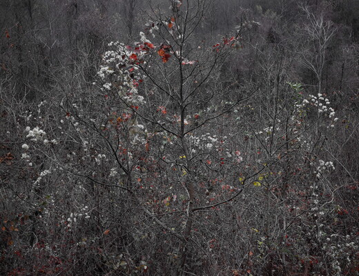 A color photograph of mostly leafless trees with a few red and green leaves and white blooms scattered throughout the branches.