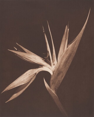 A sepia-toned photograph of a flowering plant with the pointy petals open like a fan.