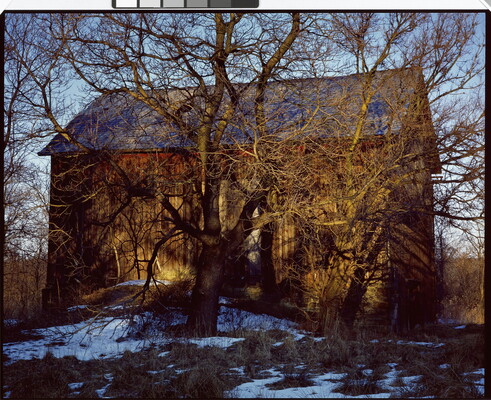 A color photograph of a large, leafless tree in front of a wood barn and snow scattered on the ground.