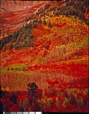A color photograph of hills covered in autumn trees with bright red, orange, and green leaves.