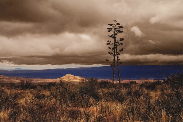 A color landscape photograph of a desert plain with one tall plant growing above short, scrubby plants; dark mountains in the distance under a cloudy sky.