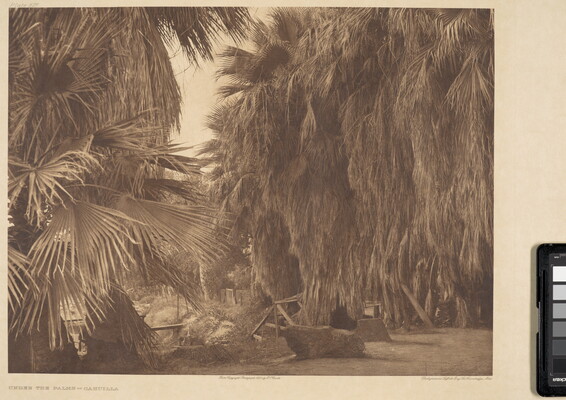 A sepia-toned photograph of rocks and wood structures under overgrown palm trees.