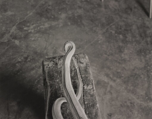 A black-and-white photograph looking down on a wood beam with two snake tails, one with a rattle.