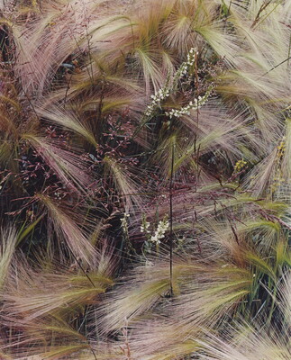 A color photograph of bunches of wispy pink, white, and green grasses growing next to several tiny conical white flowers.
