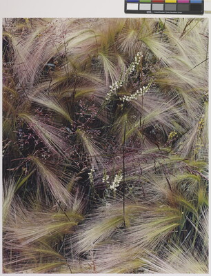A color photograph of bunches of wispy pink, white, and green grasses growing next to several tiny conical white flowers.