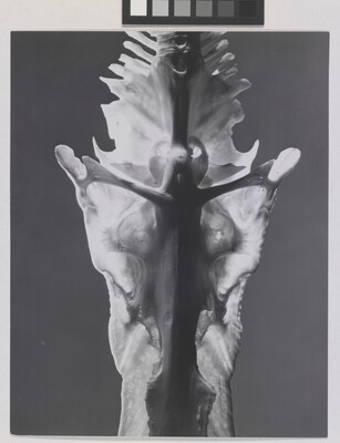 A black-and-white photograph of an abstracted detail of an animal bone in which a crucifix shape is visible.