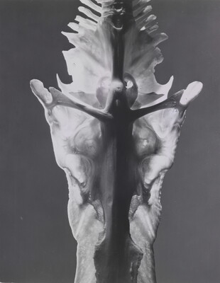A black-and-white photograph of an abstracted detail of an animal bone in which a crucifix shape is visible.