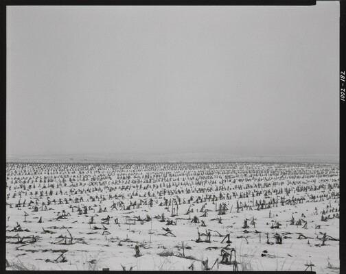 A black-and-white photograph of a flat landscape with snow partially covering dead crops under a cloudy sky.