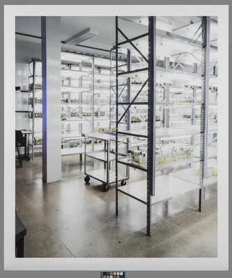 A color photograph of a storage area in a laboratory with multiple metal shelving units containing plants in artificial light.