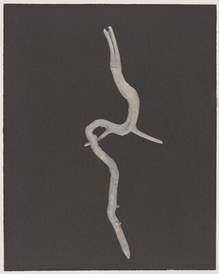 A black-and-white photograph of a curving, water-worn wooden stick on a black background.