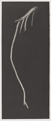 A black-and-white photograph of a smooth, water-worn wooden stick on a black background.