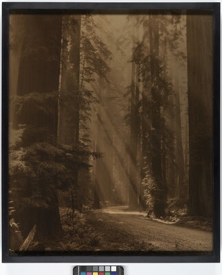 A sepia-toned photograph of sunbeams streaming through a forest of tall evergreens.