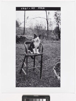A black-and-white photograph of a black-and-white cat sitting on a bar stool outside.