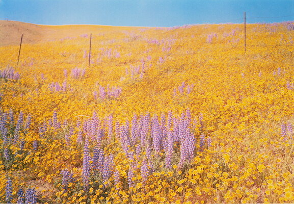 A color photograph of an expansive hillside covered in yellow and purple flowers with a blue sky above.