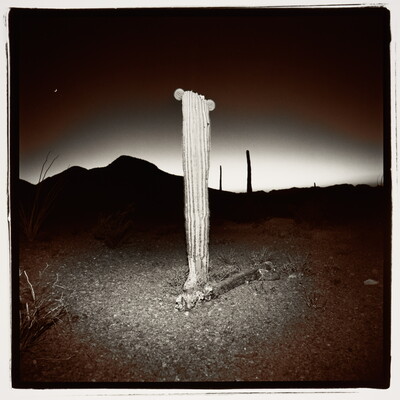 A black-and-white photograph of a large cactus in the desert at night; mountains and other cacti in silhouette in the background.