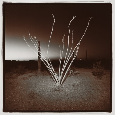 A black-and-white photograph of a large spindly plant in the desert at night; mountains and cacti in silhouette in the background.