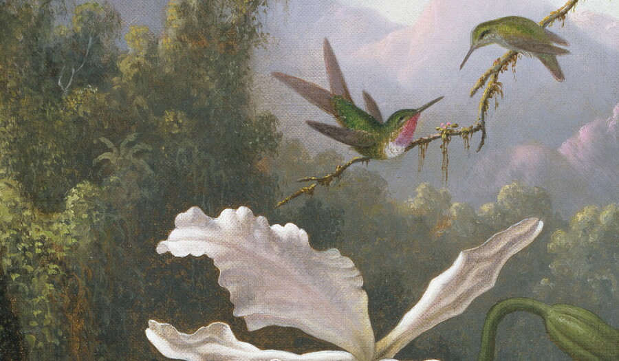 An oil painting of two hummingbirds on a twig above a white orchid in a jungle setting.