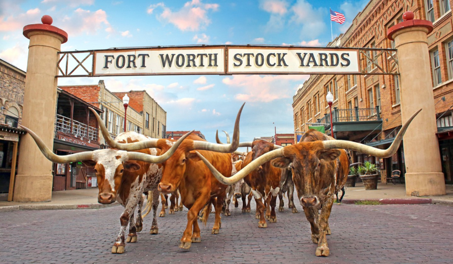 Longhorn cattle walk down a brick road under a sign that reads, &quot;Fort Worth Stock Yards.&quot;