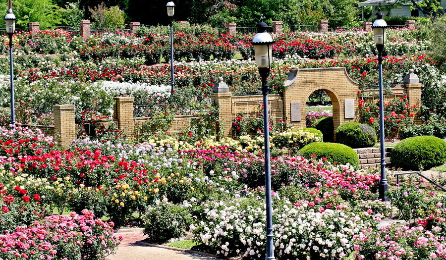A large garden full of walking paths and red, white, and pink flowers.