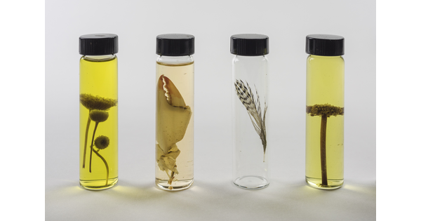 Four specimen vials containing (L-R): a flower, a crustacean pincer, a blade of grass, a stem and leaf.