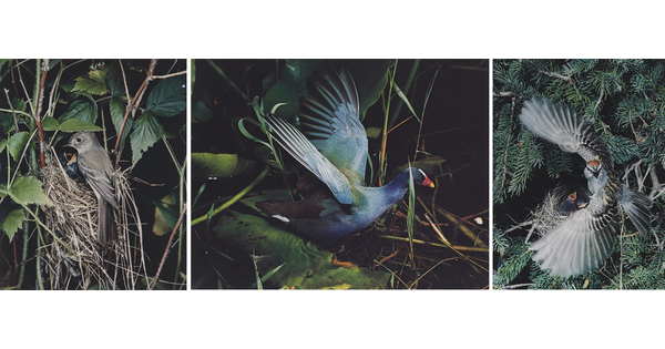 A selection of photographs from the &quot;Eliot Porter&#039;s Birds&quot; exhibition.