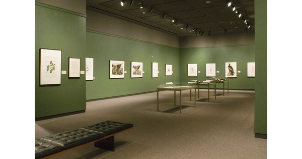 View of a gallery; hanging on the green walls are prints of birds and wildlife; a display case sits in the center of the gallery.