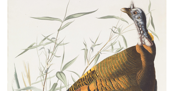 A color print of a male wild turkey standing in tall grass.