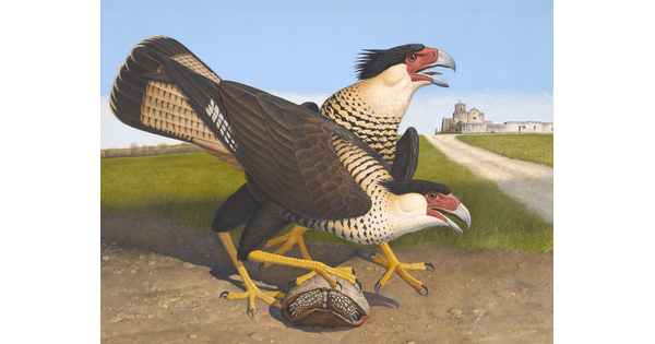 A watercolor of two large birds, one standing on a turtle shell, with hooked beaks and sharp talons.