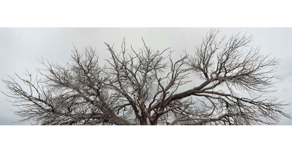 A horizontal color photograph of the top of a bare tree against a gray sky.