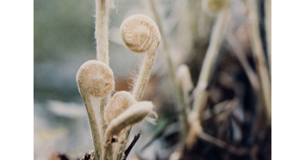 A color photograph of a close-up of fern fiddleheads unfurling from the soil.