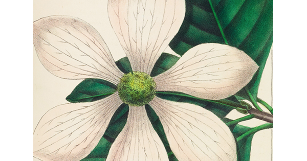 A detail of a color illustration from a book of a flower with six white petals in front of green leaves. 