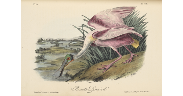 A color print of a large pink bird dipping its spoon-shaped beak into water.