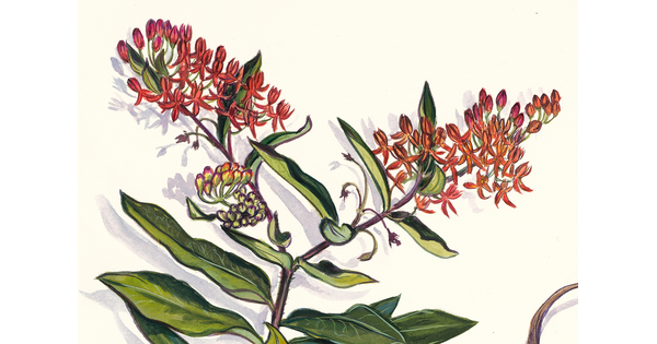 A detail of watercolor of a flower, a long stem of grass, and a leaf.