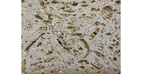 A close-up of the shellstone in the Carter&#039;s Atrium showing a jumble of fossil impressions.