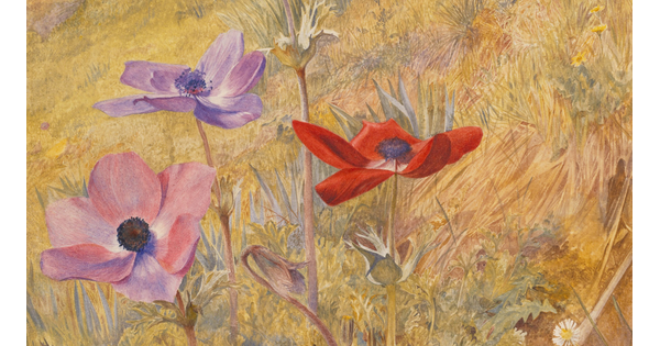 A detail of a watercolor of red and purple flowers blooming on a hillside.