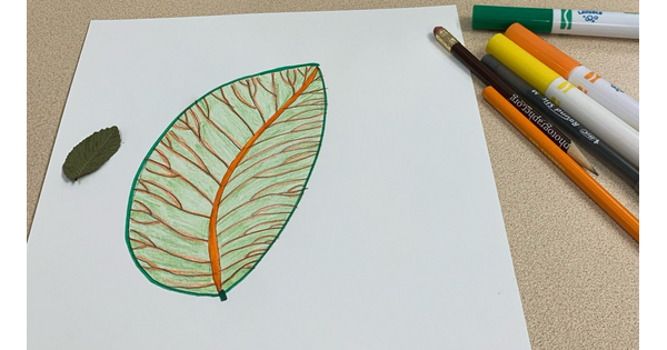 A small leaf next to a large drawing of that leaf on a piece of white paper.