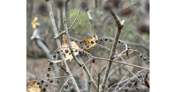 Dried burrs hang on to their stems.