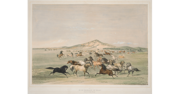 A color print of horses of many different colors and patterns running and playing in a field.