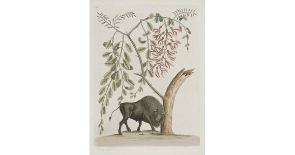 A color illustration of a bison pushing against a tree and detailed botanical illustrations of leaves and flowers above the tree.