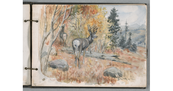 A watercolor drawing of two deer in an autumn-colored forest on a mountainside.