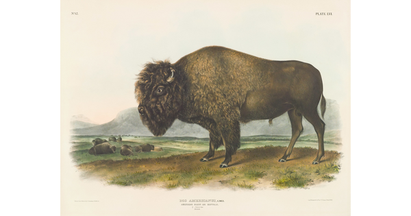 A color print of a bison standing in a field.