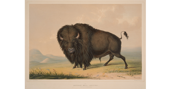 A color print of a single bison standing in a field.