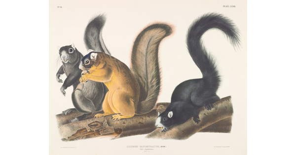 A color print of a gray squirrel, a yellow squirrel, and a black squirrel on tree branches.