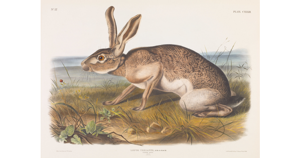 A color print of a brown rabbit crouched on a grassy plain.
