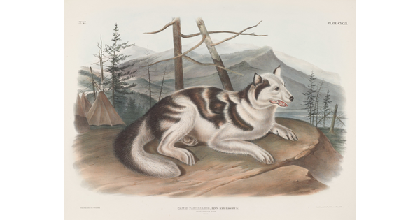 A color print of a white and brown dog lying on a cliffside near some tipis.