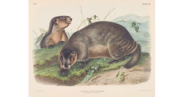 A color print of two large, robust rodents in a grassy landscape.