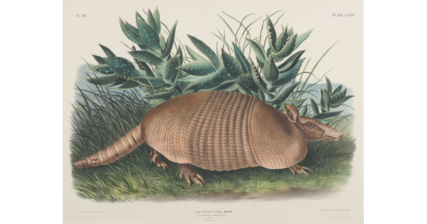 A watercolor print of an armadillo next to green vegetation.