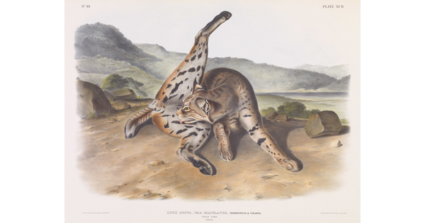 A color print of a spotted wildcat licking its groin in a rocky landscape.