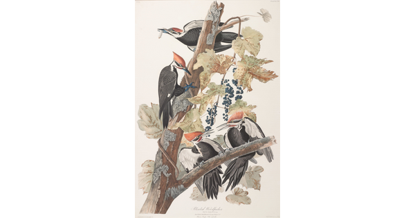 A watercolor print of a group of woodpeckers perched on a grapevine.